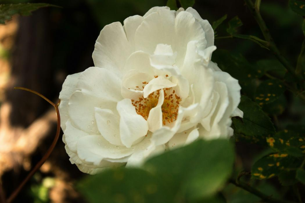 Natural Ingredients in Skincare That Aristocrats Have Trusted for Centuries