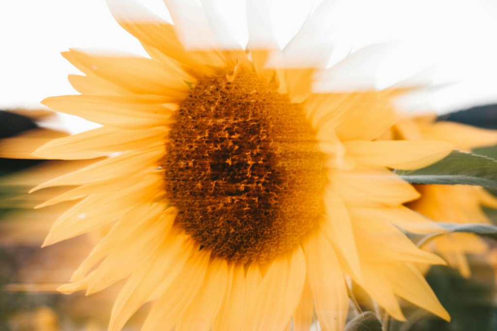 Organic Sunscreens That Complement Your Elegant Lifestyle
