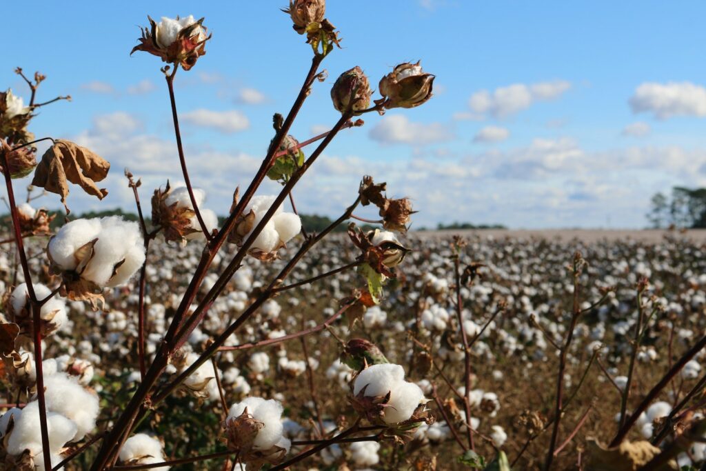Organic cotton fabric used in tennis apparel