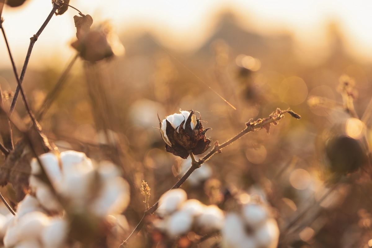 Soft organic cotton textile in close up