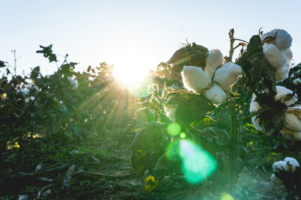 Cotton growing in a field