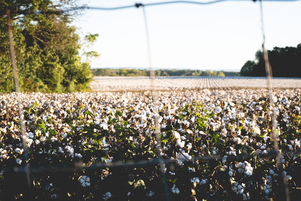 Cotton crop in close up